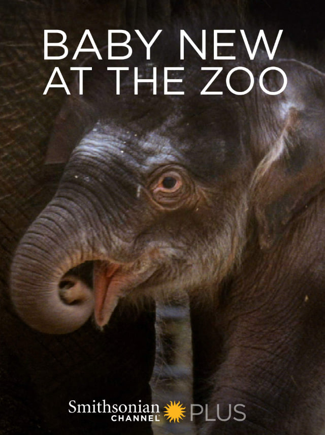 动物园里的新宝宝