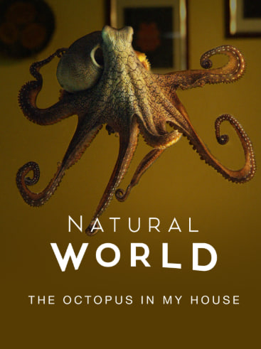自然世界：家里的章鱼